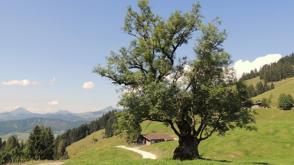 ämter für ernährung landwirtschaft und forsten